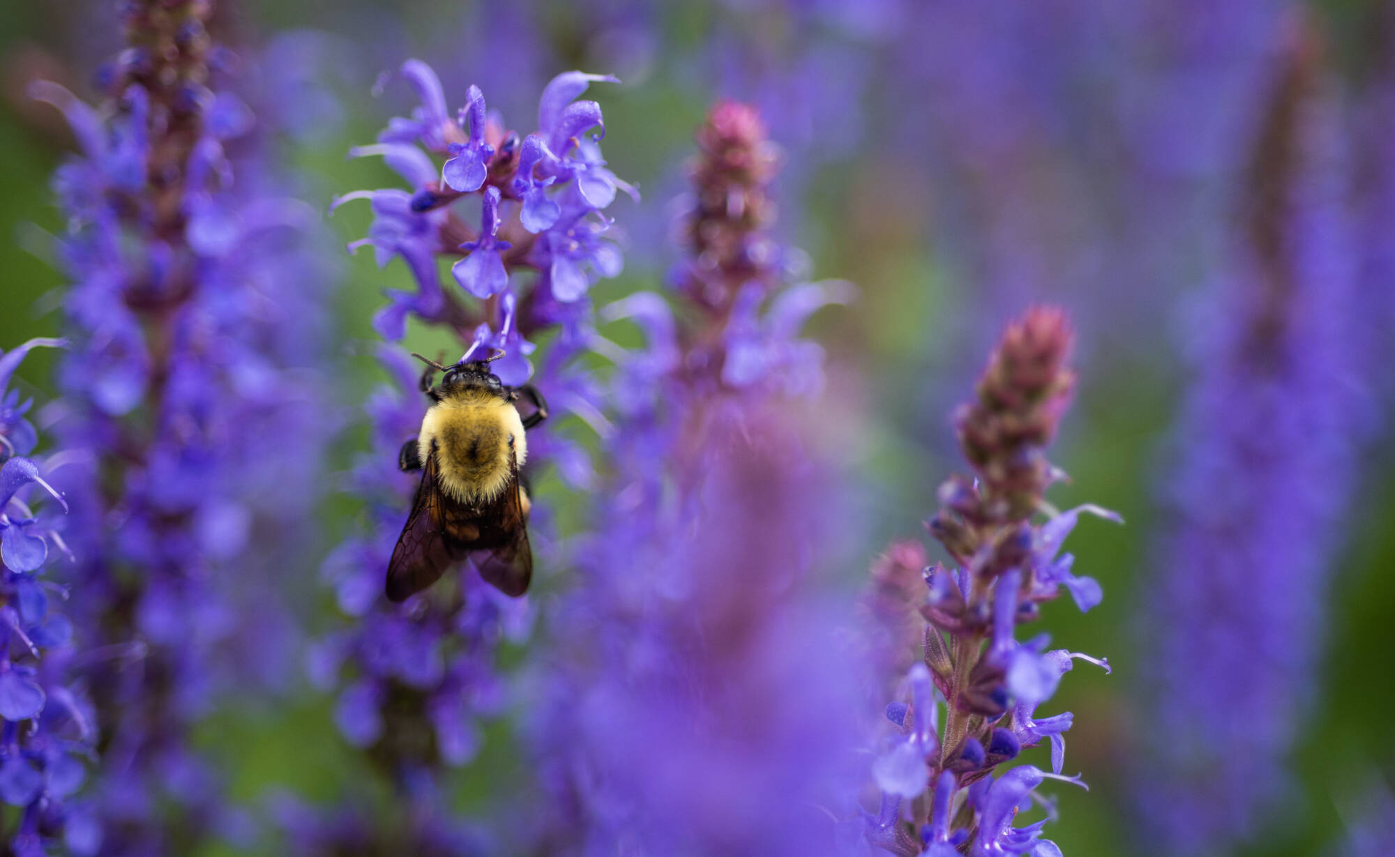 Bees sitting on purple flowers.